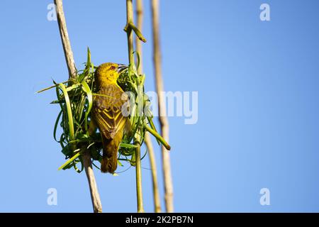 Dorf (Gefleckter) Weber (Ploceus cucucullatus) sitzt auf seinem Nest Stockfoto