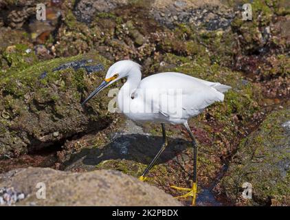 Ein verschneites Egret, das die Gezeitenbecken durchsucht Stockfoto