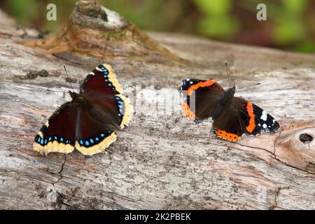 Vanessa atalanta - der rote Admiral zusammen mit Nymphalis antiopa - der trauernde Mantel oder die Camberwell-Schönheit Stockfoto