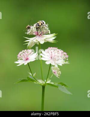 Der eurasische Bienenkäfer Trichius fasciatus auf der Blüte von Astratia major, der großen Sternwürze Stockfoto