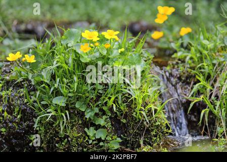 Caltha palustris, gelbe Blüten, die am Bergbach wachsen Stockfoto