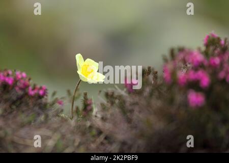 Gelbe Blüten gemischt mit rosa Vordergrund. Blüten: Pulsatilla alpina subsp. Apiifolia, allgemein bekannt als alpine Passaflor oder alpine Anemone Stockfoto