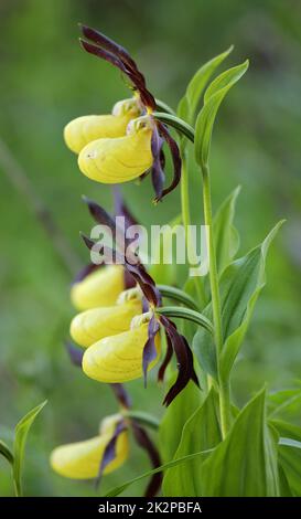 Gelbe Dame-Slipper Orchidee Nahaufnahme mit einer Spinne auf einem Blütenblatt. Cypripedium calceolus Stockfoto