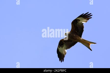 Porträt eines roten Drachen - milvus milvus - mit ausgebreiteten Flügeln, die am blauen Himmel fliegen Stockfoto