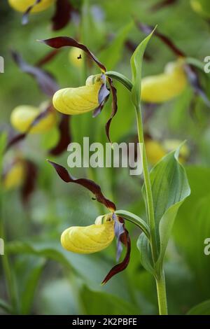 Cypripedium calceolus, die Pantoffelorchidee der Dame, in den Bergen Stockfoto