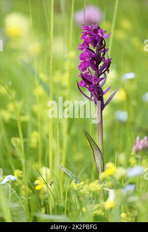 Dactylorhiza majalis - westliche Sumpforchidee - Frühlingswildblume auf grüner Wiese Stockfoto