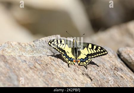 Ein Schwalbenschwanzschmetterling der Alten Welt - Papilio machaon, Papilionidae - ruht auf einem Stein auf einem Berg in den Schweizer Alpen Stockfoto