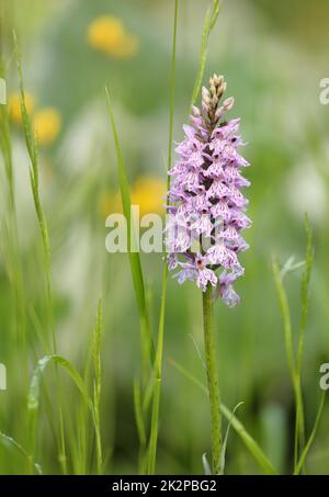 Eine blühende Moorschneckenorchidee - Dactylorhiza maculata - in den Schweizer Alpen Stockfoto