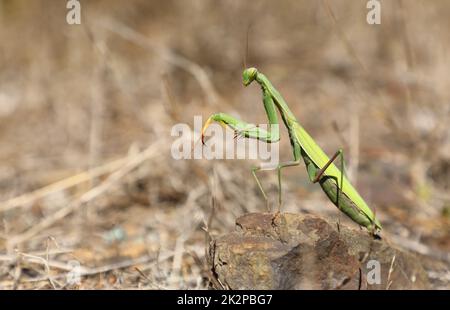 Grüne Gottesanbeterin auf einem braunen Stein auf der Insel Elba, Toskana, Italien Stockfoto