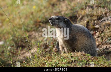 Alpine Murmeltier - Marmota marmota - im Gras sitzend. Schönes Säugetier in seinem natürlichen Lebensraum in den französischen alpen Stockfoto