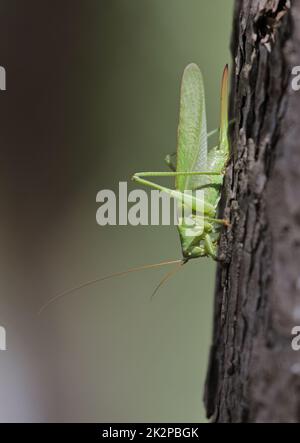 Eine seltene Great Green Bush-Cricket, Tettigonia viridissima, die auf einem Baum ruht Stockfoto