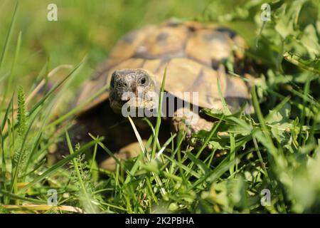 Erwachsene weibliche Hermanni-Schildkröte im grünen Gras Stockfoto