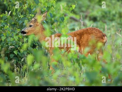 Junger Rogen versteckt sich in einem grünen Birkenbusch Stockfoto