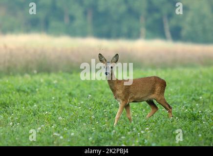 Rehe auf einer grünen Wiese am frühen Morgen Stockfoto