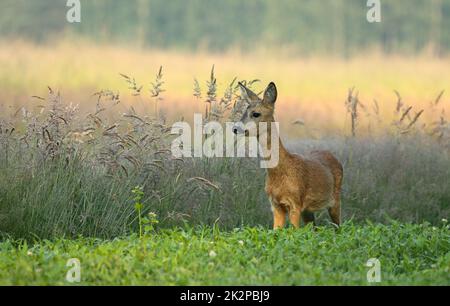 Rehe auf einer grünen Wiese am frühen Morgen Stockfoto