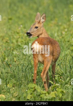 Reh, Capreolus capreolus, Weide, die Gras isst Stockfoto