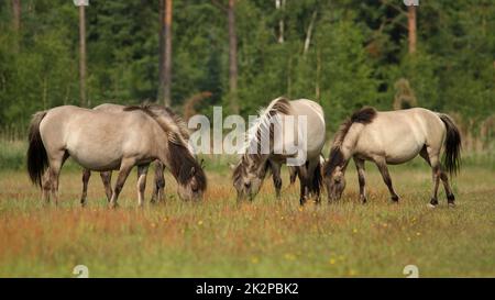 Kleine Herde von Wildpferden - Equus ferus - Beweidung im Naturschutzgebiet bei Marielyst, Dänemark Stockfoto