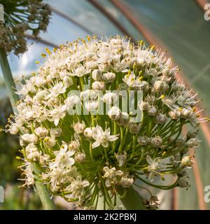 Blühender Zwiebelblumenkopf im Garten Stockfoto