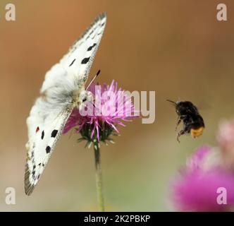 Der Schmetterling Apollo - parnassius apollo - auf einer Blume mit Maurerbiene, die vorbeifliegt Stockfoto