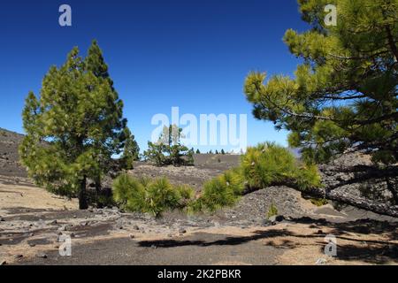 Vulkanische Landschaft mit üppigen grünen Kiefern, Insel La Palma, Kanarische Inseln, Spanien, blauer Himmel im Hintergrund Stockfoto