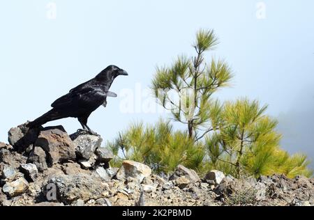 Nahaufnahme eines großen Raben, der an einem windigen Tag auf einem Felsen thront Stockfoto