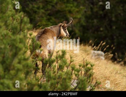 Gämsen - Rupicapra rupicapra - im Mango-Kiefernwald Stockfoto