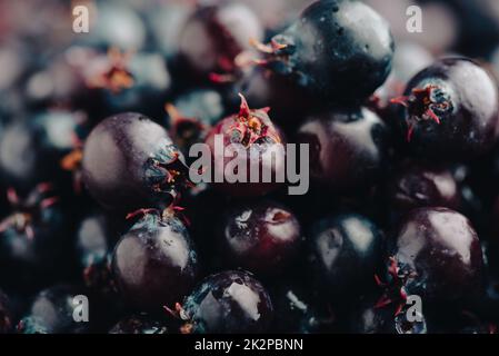 Nahaufnahme reifer Amelanchier-Beeren. Stockfoto