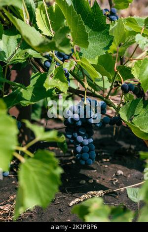 Blaue, reife Trauben hängen an Vine Stockfoto