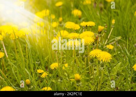 Schöne Blüten von gelben Dandelionen im Sonnenlicht Stockfoto