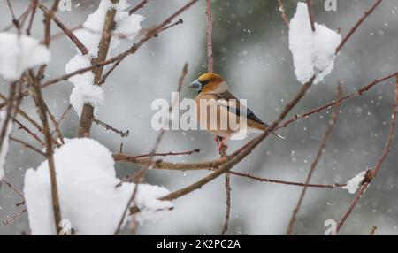 Hawfink (Coccothraustes coccothraustes) im Schneefall Stockfoto