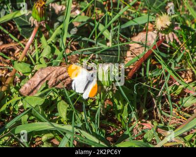 Anthocharis cardamines Aurorafalter Stockfoto