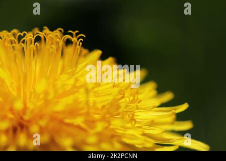 Nahaufnahme von Löwenzahn-Blütenblättern im Frühling Stockfoto