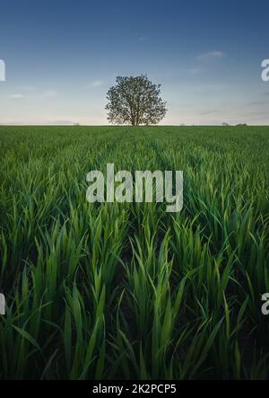 Einsamer Baum, der allein in der Mitte eines Weizenfeldes stark wächst. Malerische Sommerlandschaft. Wunderschöne Landschaft mit grüner Graswiese und einem einsamen Baum unter dem blauen Himmel Stockfoto