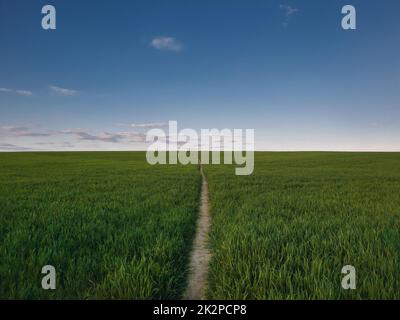 Schmaler Fußweg, der ein wachsendes Weizenfeld durchbohrt. Malerische Naturlandschaft, Landszene mit einem Pfad über das grüne Grasland. Friedliche ländliche Aussicht, eine Reise in die Natur Stockfoto