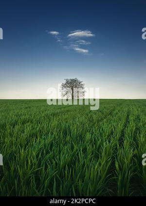 Einsamer Baum auf dem Weizenfeld. Idyllischer minimalistischer Hintergrund. Konzeptionelle Frühlingsszene mit grüner Graswiese und einer einzigen winzigen Wolke am blauen Himmel über dem einsamen Baum Stockfoto