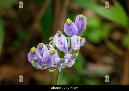 Burmannia desticha ist eine zweijährige Pflanze in der Natur. Die Blüten sind lila bis blau-violett. Der Blütenstand ist 30-60 cm lang. Stockfoto