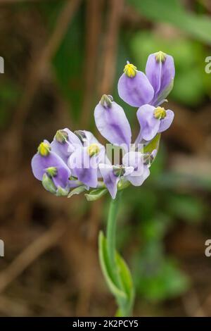 Burmannia desticha ist eine zweijährige Pflanze in der Natur. Die Blüten sind lila bis blau-violett. Der Blütenstand ist 30-60 cm lang. Stockfoto