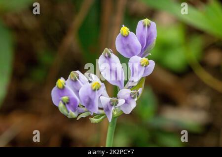 Burmannia desticha ist eine zweijährige Pflanze in der Natur. Die Blüten sind lila bis blau-violett. Der Blütenstand ist 30-60 cm lang. Stockfoto