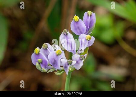 Burmannia desticha ist eine zweijährige Pflanze in der Natur. Die Blüten sind lila bis blau-violett. Der Blütenstand ist 30-60 cm lang. Stockfoto