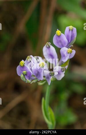 Burmannia desticha ist eine zweijährige Pflanze in der Natur. Die Blüten sind lila bis blau-violett. Der Blütenstand ist 30-60 cm lang. Stockfoto