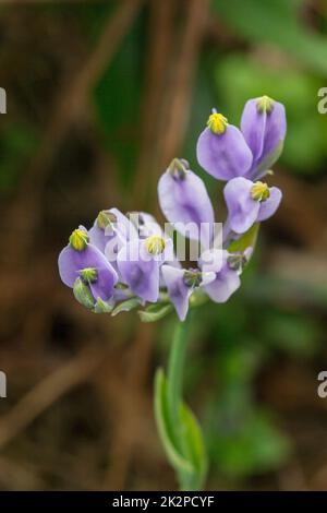 Burmannia desticha ist eine zweijährige Pflanze in der Natur. Die Blüten sind lila bis blau-violett. Der Blütenstand ist 30-60 cm lang. Stockfoto