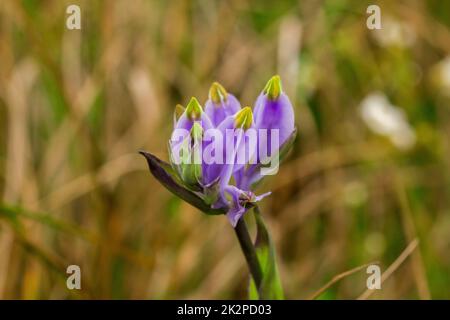 Burmannia desticha ist eine zweijährige Pflanze in der Natur. Die Blüten sind lila bis blau-violett. Der Blütenstand ist 30-60 cm lang. Stockfoto