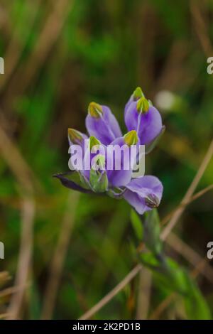 Burmannia desticha ist eine zweijährige Pflanze in der Natur. Die Blüten sind lila bis blau-violett. Der Blütenstand ist 30-60 cm lang. Stockfoto