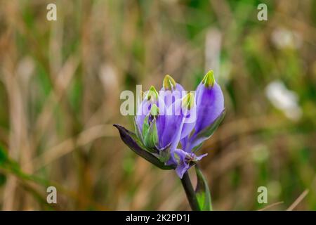 Burmannia desticha ist eine zweijährige Pflanze in der Natur. Die Blüten sind lila bis blau-violett. Der Blütenstand ist 30-60 cm lang. Stockfoto