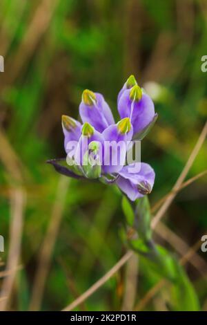 Burmannia desticha ist eine zweijährige Pflanze in der Natur. Die Blüten sind lila bis blau-violett. Der Blütenstand ist 30-60 cm lang. Stockfoto