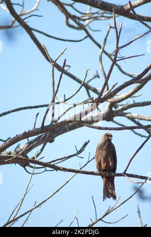 Schwarzer Drachen Milvus migrans auf einem Baum. Stockfoto