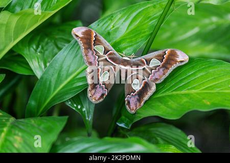 Farbenfrohe Riesenatlas-Motte (Attacus-Atlas) auf einer grünen Pflanze. Stockfoto