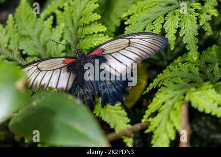 Südostasiatischer großer Mormonen-Schmetterling. Stockfoto