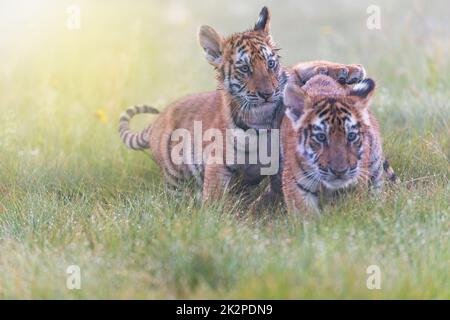 Zwei bengalische Tigerjunge, die auf der Wiese spielen. Stockfoto