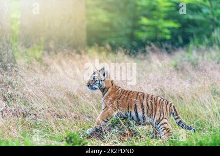 Bengalisches Tigerjunges posiert im Gras. Stockfoto